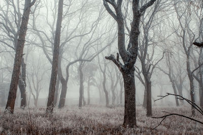 Bare trees in forest during winter