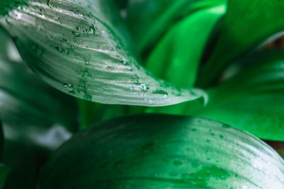 Close-up of raindrops on leaf