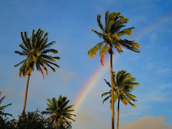 Low angle view of palm trees against rainbow and sky