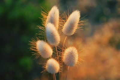 Close-up of dandelion