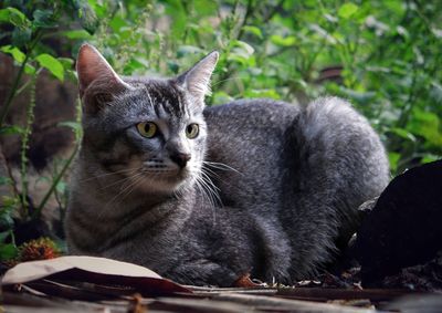 Close-up portrait of a cat