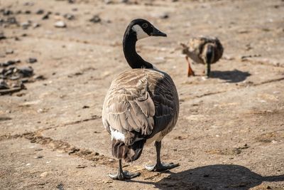View of birds on land