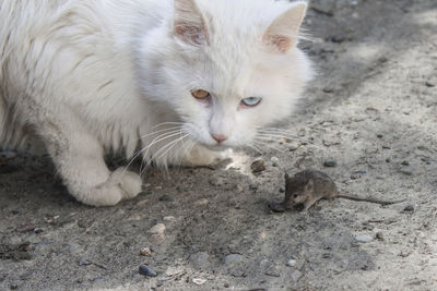 A white cat with multicolored eyes is watching a gray mouse