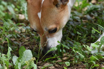 Close-up portrait of grass