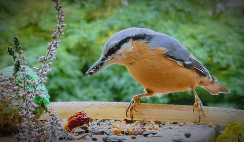 Close-up of bird eating food