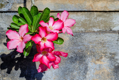 Close-up of pink flowering plant against wall