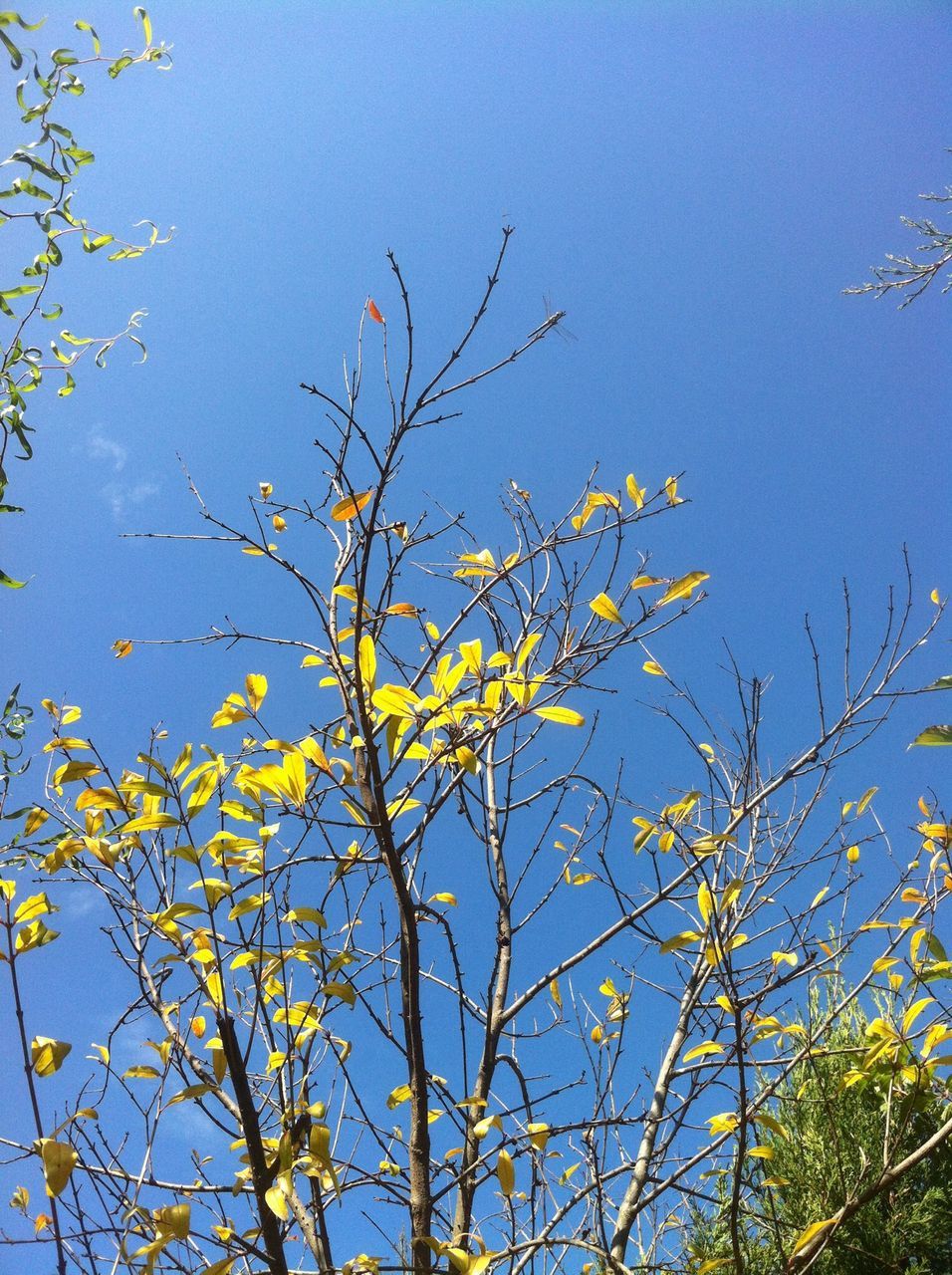 branch, low angle view, tree, growth, clear sky, yellow, nature, leaf, beauty in nature, autumn, blue, sky, change, flower, season, outdoors, freshness, day, tranquility, no people