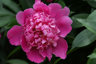 Close-up of pink flowering plant