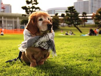 Dog standing on grassy field