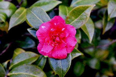 Close-up of pink rose