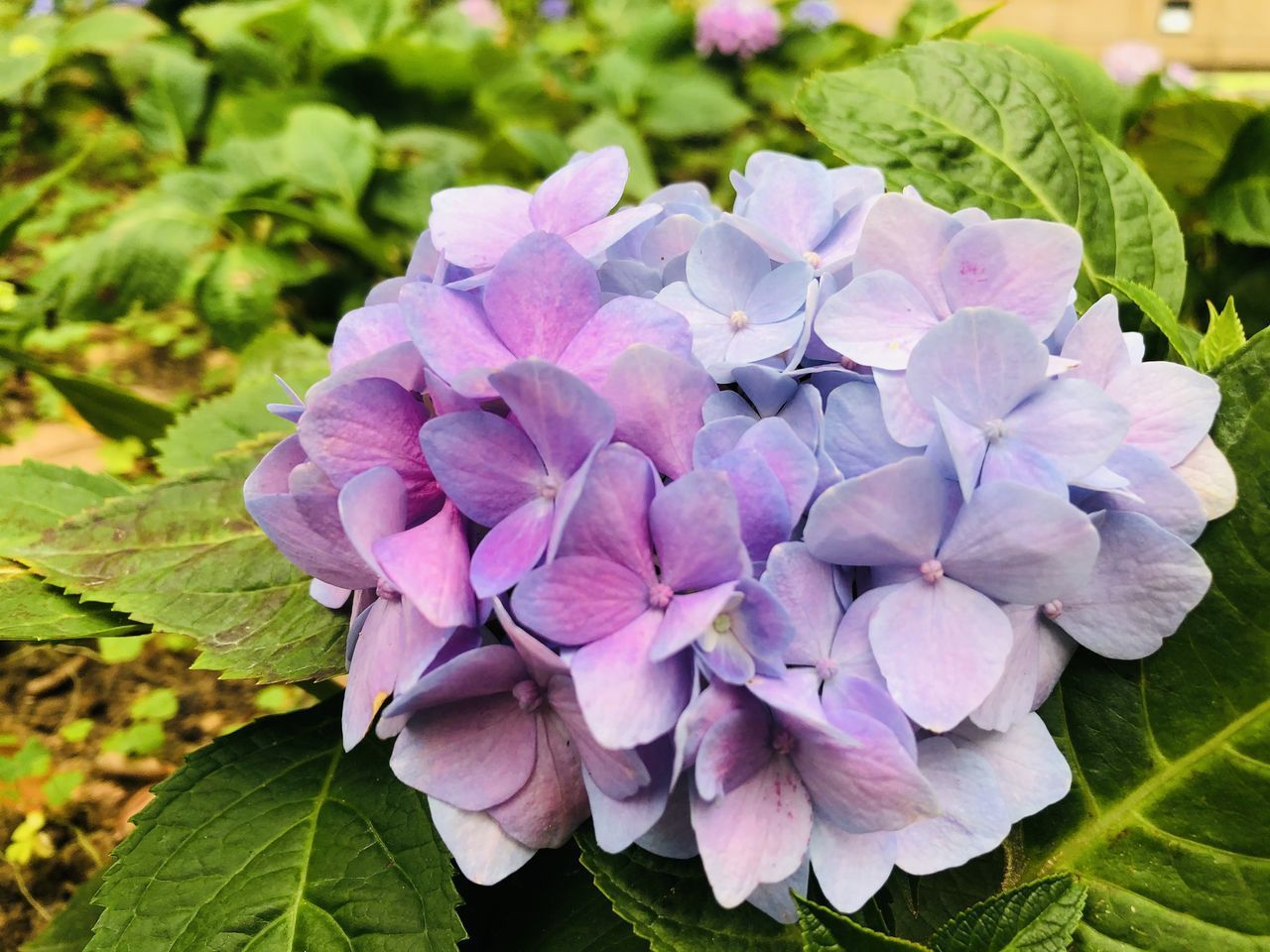 CLOSE-UP OF PINK HYDRANGEA FLOWERS ON PLANT