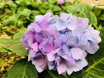 Close-up of pink hydrangea flowers