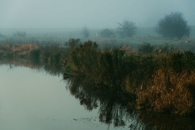 Trees by lake against sky during foggy weather