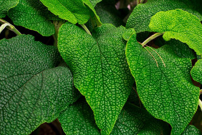 Full frame shot of fresh green plant