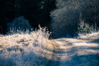 A beautiful spring landscape with a gravel road. springtime scenery of an old road in europe.