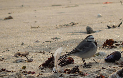 Close-up of seagulls on beach
