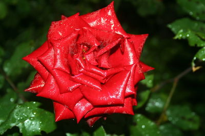 Close-up of wet red rose