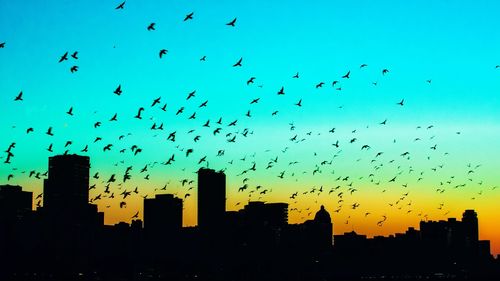 Low angle view of birds flying over city