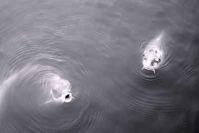 High angle view of jellyfish swimming in sea
