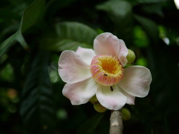 Close-up of white flowering plant