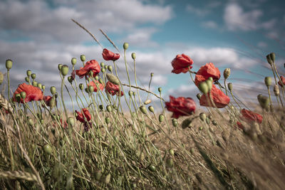 Close-up of red flowering plants on field against sky