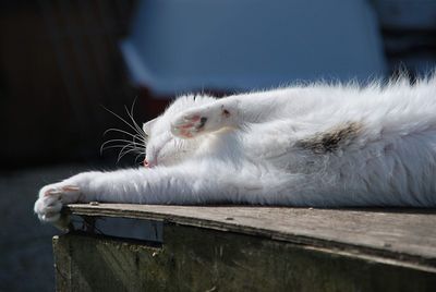 Close-up of a cat resting on wood