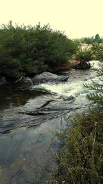 Scenic view of river against clear sky