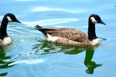 Close-up of duck swimming on lake