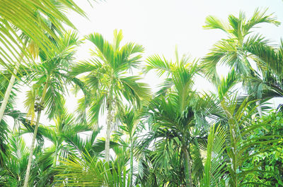 Low angle view of palm trees against sky