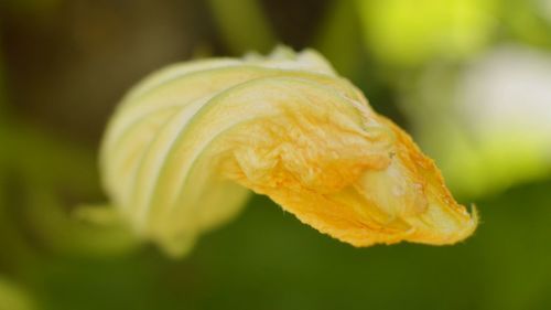 Close-up of yellow flower