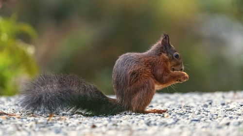 Single red squirrel, sciurus vulgaris, on the ground