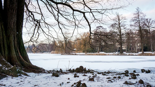 Bare trees on snow covered landscape