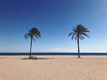 Palm trees on beach against clear blue sky