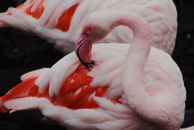 Close-up of a bird