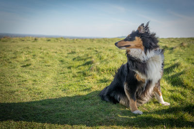 Dog on field against sky