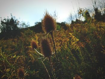 Close-up of thistle cactus against sky