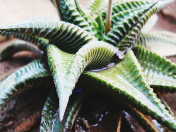 Close-up of fern leaves