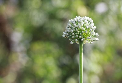 Close-up of white flowering plant