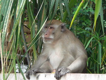 Monkey sitting on grass