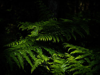 Close-up of fern leaves