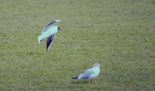 Close-up of seagull on field