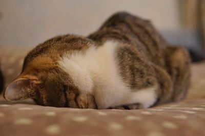 Close-up of cat sleeping