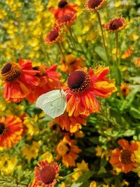 Close-up of insect on flower