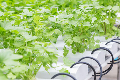 Close-up of bicycle amidst plants