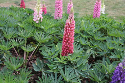 Close-up of pink flowers growing on field