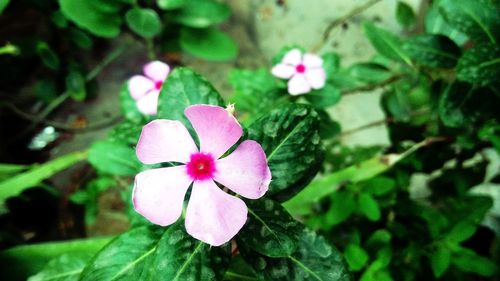 Close-up of pink flowers blooming outdoors