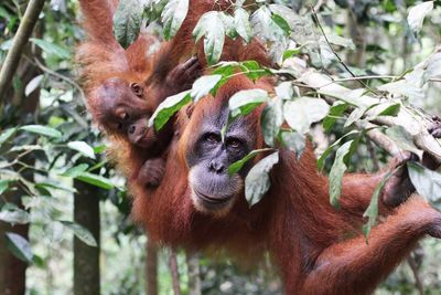 Sumatran orangutans hanging on trees