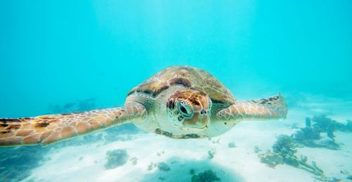 Turtle swimming in sea