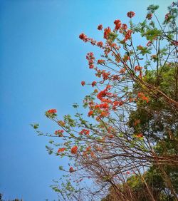 Low angle view of tree branch against blue sky