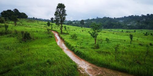 Scenic view of agricultural field against sky